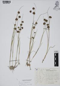 Juncus nodosus image
